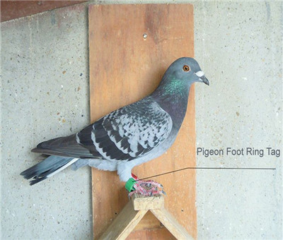 RFID Bird Ring 4.jpg